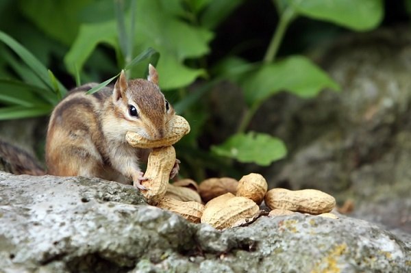 chipmunk with peanuts