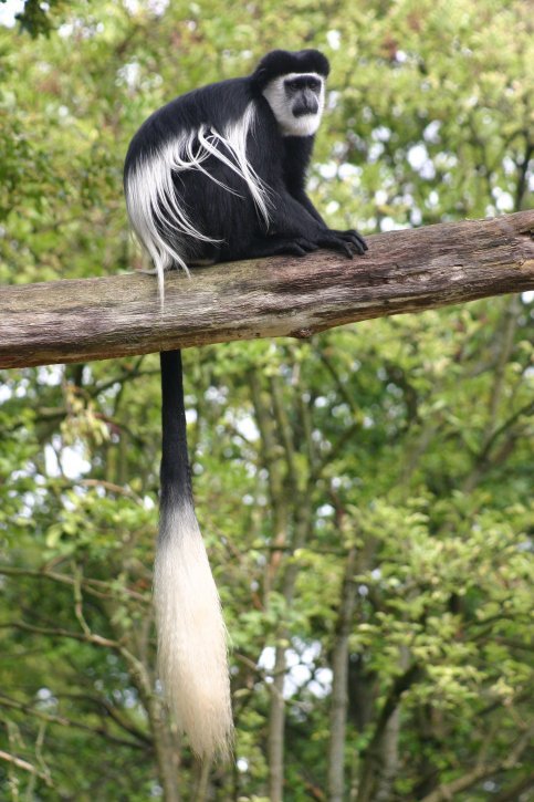 colobus monkey