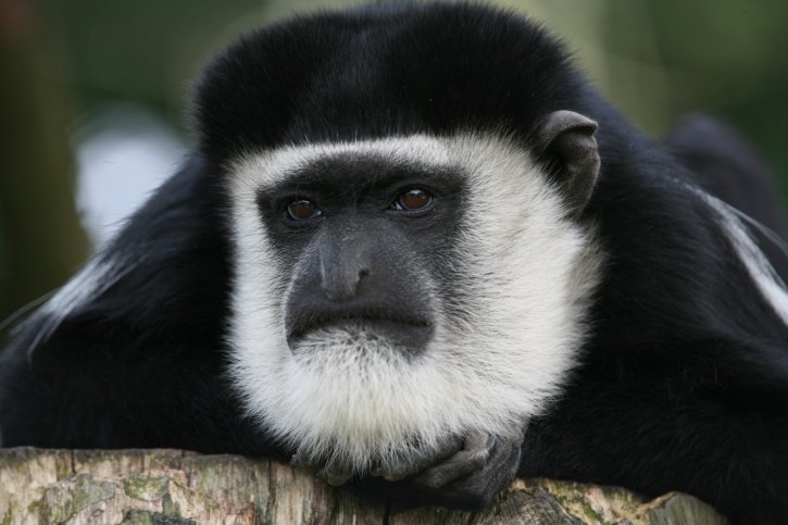 colobus monkey