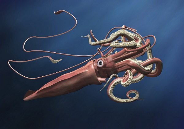 Colossal Squid Giant Squid