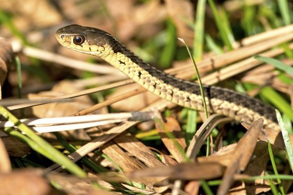 Common Garter Snake 