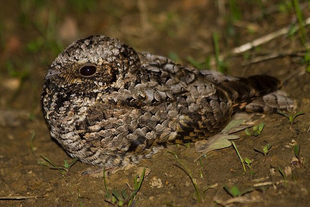 Common Poorwill Common Poorwill