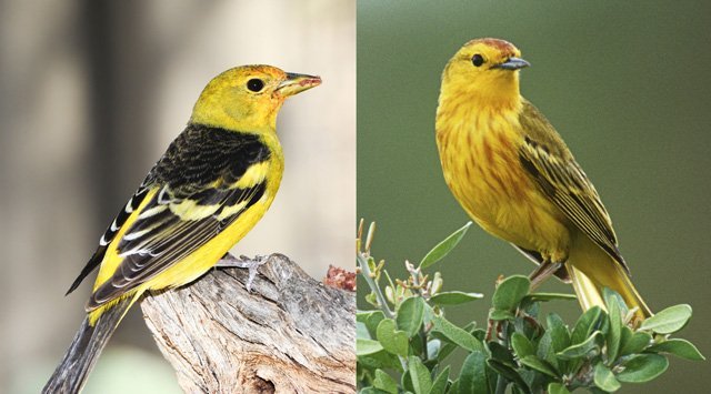 complete moult and partial moult