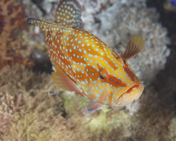 Coral grouper 