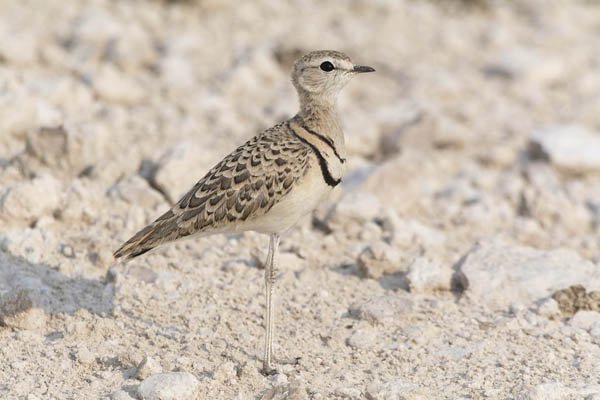 Seen during safari tour at Namibia, Africa.