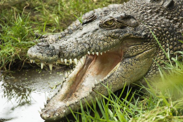 crocodile smile