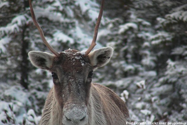 cross country runner olympic caribou 