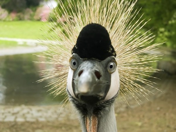 crowned crane