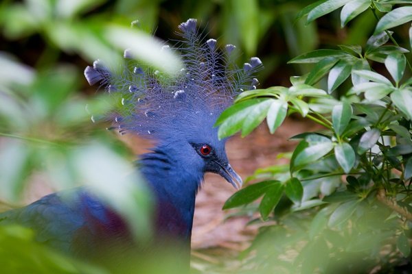 crowned pigeon