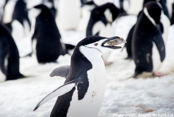 curling rock and chinstrap penguin