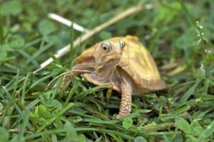 Top Ten Facts about Turtle Shells - Earth Rangers