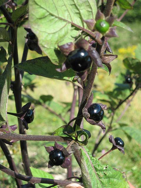 Deadly Nightshade, Atropa belladonna
