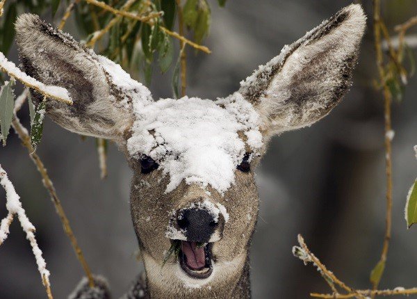 deer in the snow