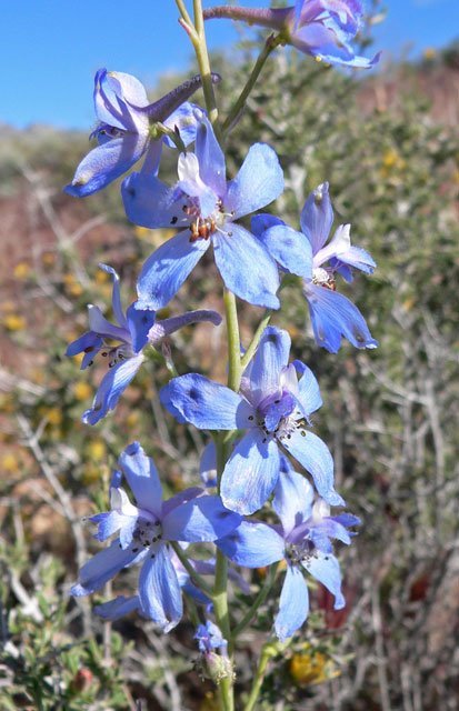 delphinium_parishii_stan_shebs desert larkspur