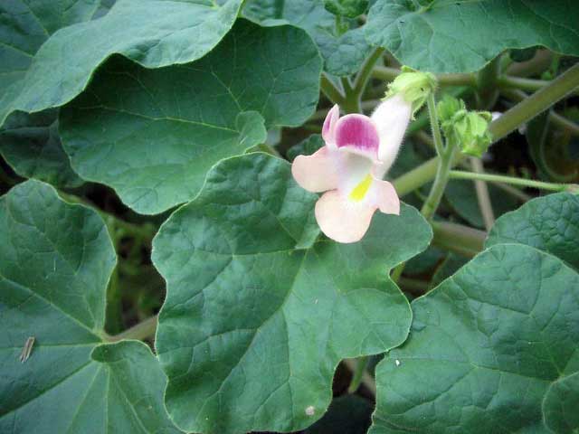 Devil's Claws, proboscidea
