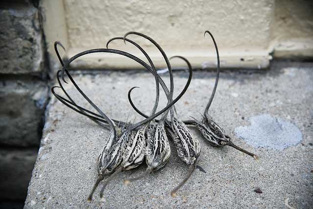Devil's Claws, proboscidea