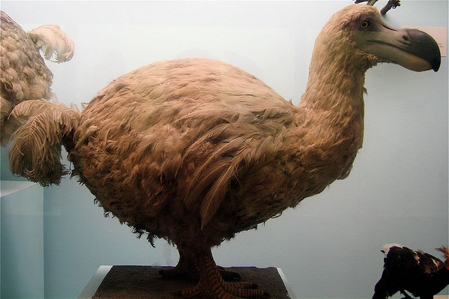Who Faces Extinction?