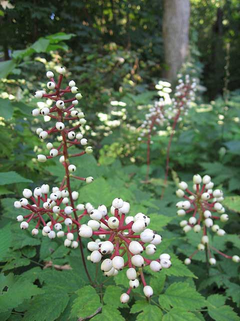 doll's eyes, actaea pachypoda