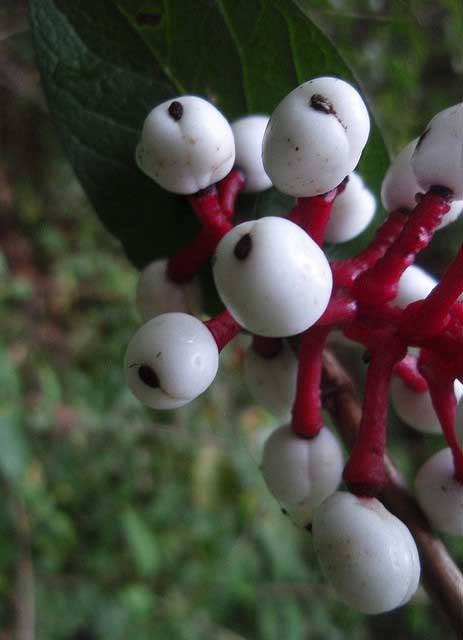 doll's eyes, actaea pachypoda