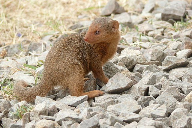 dwarf mongoose, haplochromis dwarf mongoose