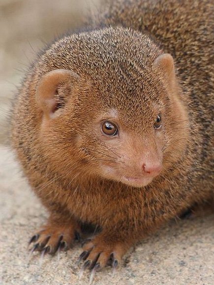 dwarf mongoose, miika silfverberg dwarf mongoose