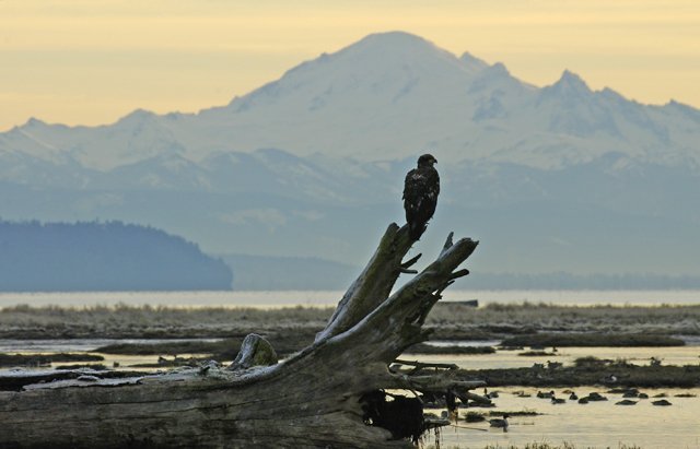 Tom Middleton © Environment Canada – Bald Eagle