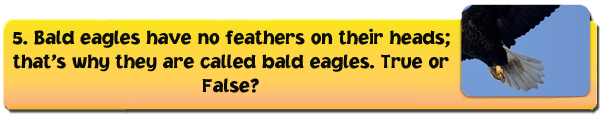 eagle