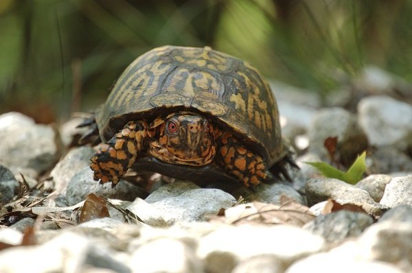 eastern box turtle