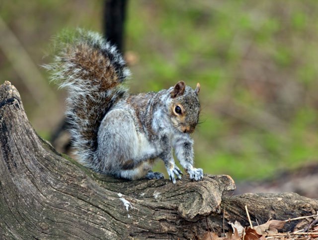 Speedy Squirrel