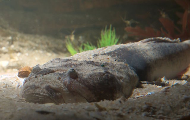 eastern stargazer, kathetostoma laeve