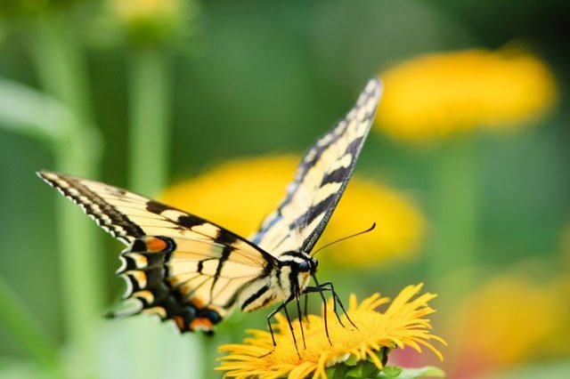 Eastern Tiger Swallowtail, butterfly