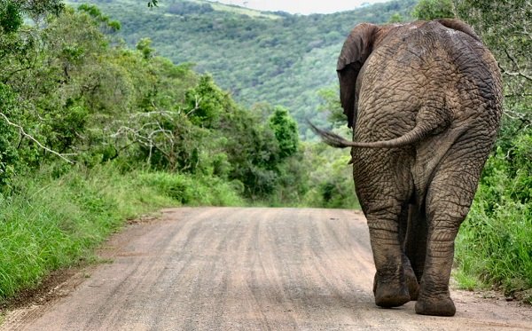 Elephant on the road