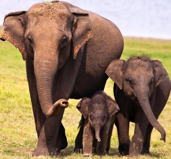 elephant family