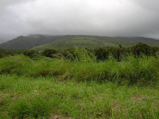 elephant grass, pennisetum purpureum