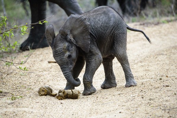 elephant_poo