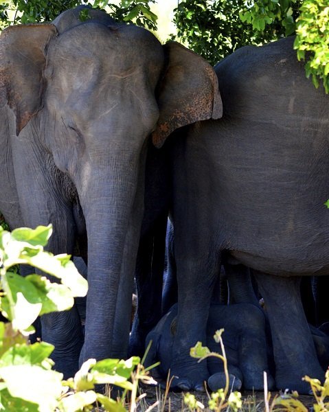 elephant_sleeping