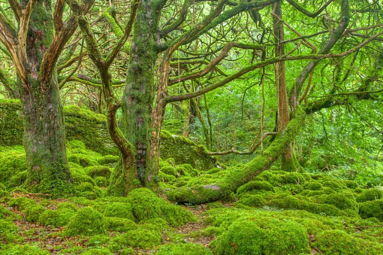 Forest Facts Quiz