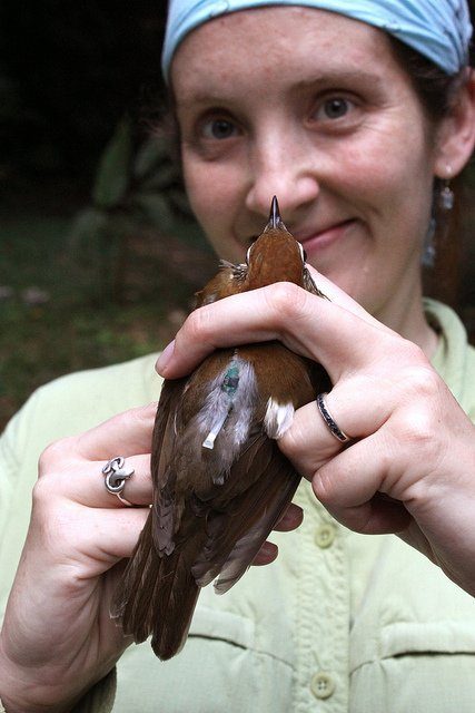 Emily holding a Wood thrush with a geolocator