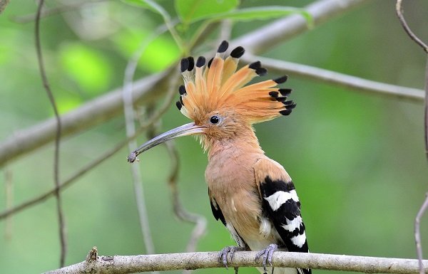 Common or Eurasian Hoopoe bird picking insect