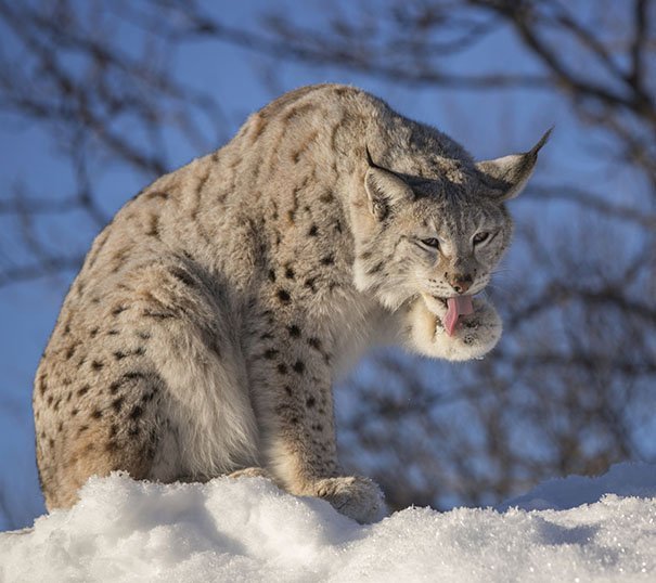 Lynx in the snow