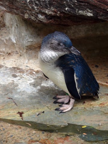 fairy penguin blue Eudyptula mino