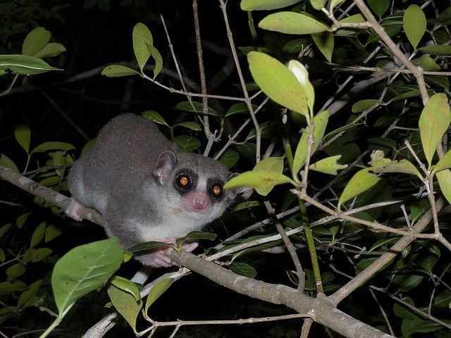 fat-tailed dwarf lemur frank vassen fat-tailed dwarf lemur