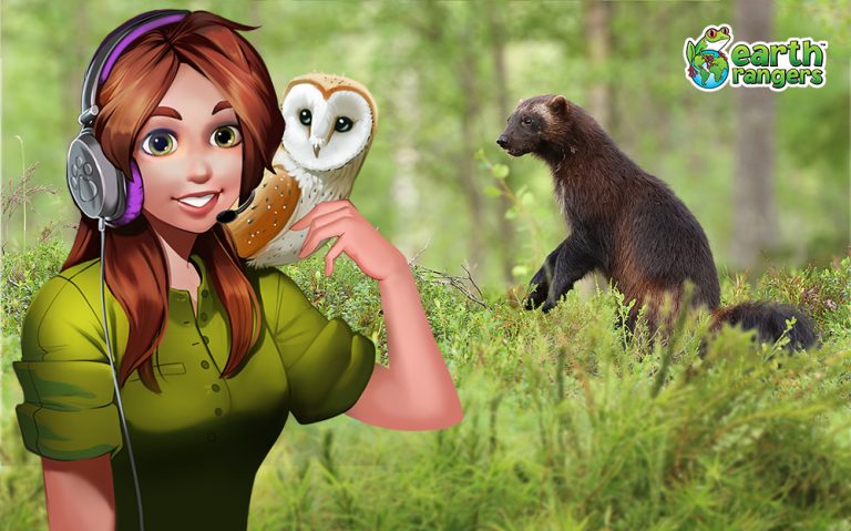 Podcast: The wolverine: Smelly Wilderness Grouch or Tenacious Super Weasel?