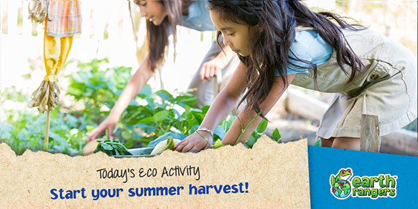 Eco-Activity: Start your summer harvest!