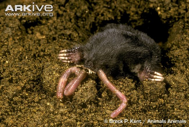 star nosed mole feeding