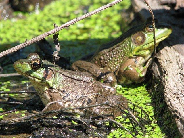 female and male frogs 