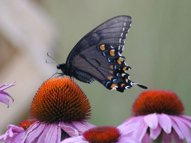 eastern tiger swallowtail, female, dark form, butterfly