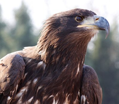 Finigan bald eagle young