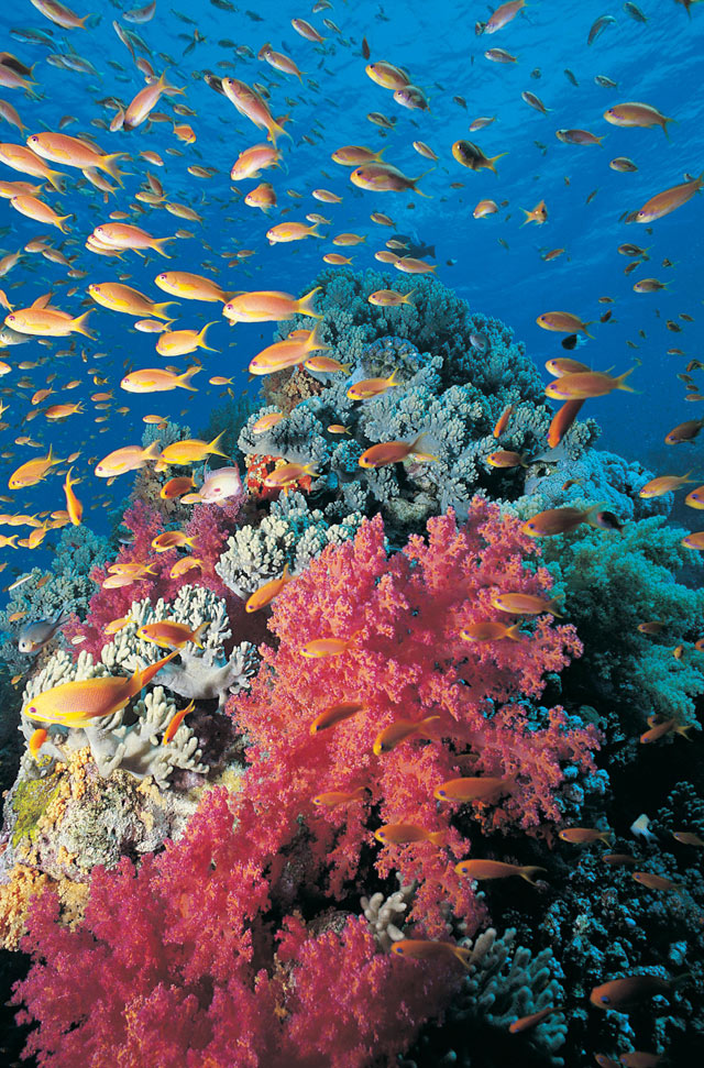 Coral reefs have been on the planet for over 400 million years!