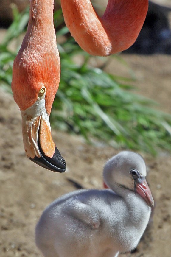 baby flamingo